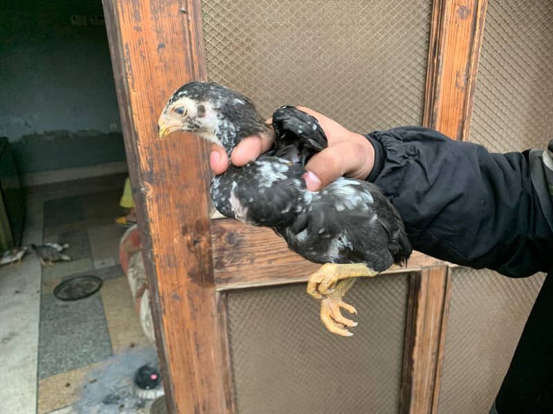 PARROT BEAK CROSS CHICKS | ASEEL | INDIAN PARROT BEAK | ASEEL CHICKS 11