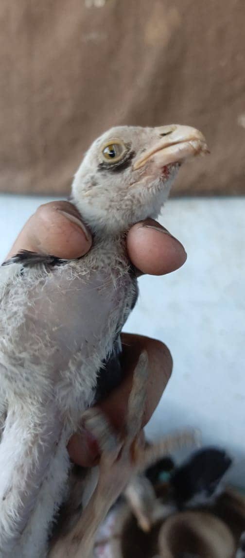 PARROT BEAK CROSS CHICKS | ASEEL | INDIAN PARROT BEAK | ASEEL CHICKS 13