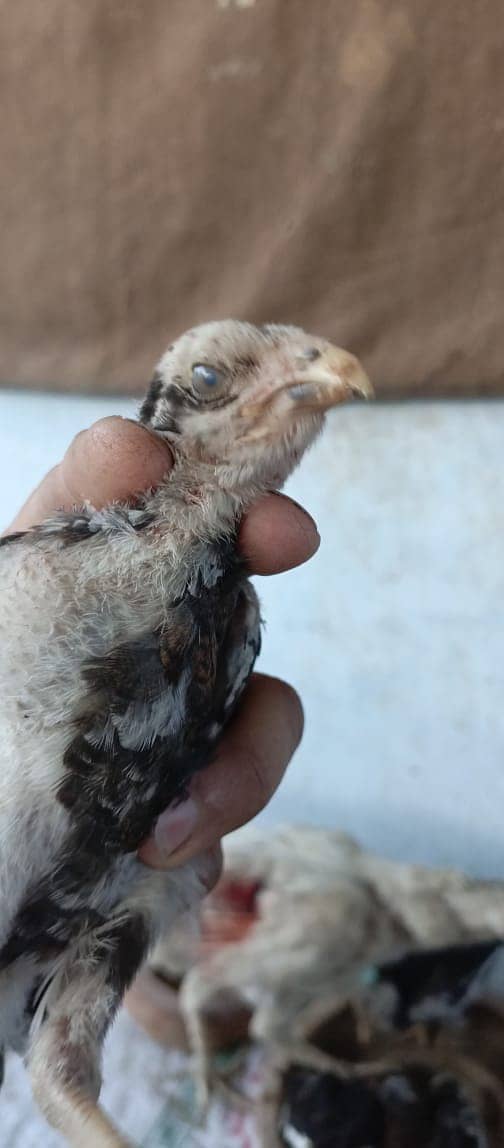 PARROT BEAK CROSS CHICKS | ASEEL | INDIAN PARROT BEAK | ASEEL CHICKS 14