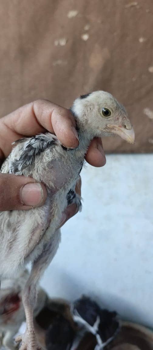 PARROT BEAK CROSS CHICKS | ASEEL | INDIAN PARROT BEAK | ASEEL CHICKS 15