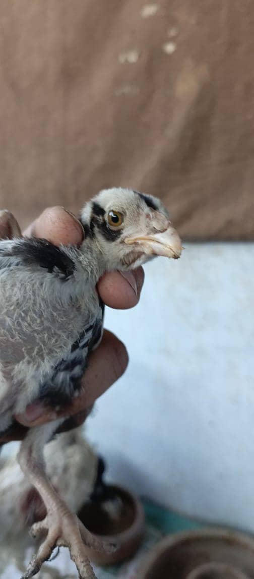 PARROT BEAK CROSS CHICKS | ASEEL | INDIAN PARROT BEAK | ASEEL CHICKS 16