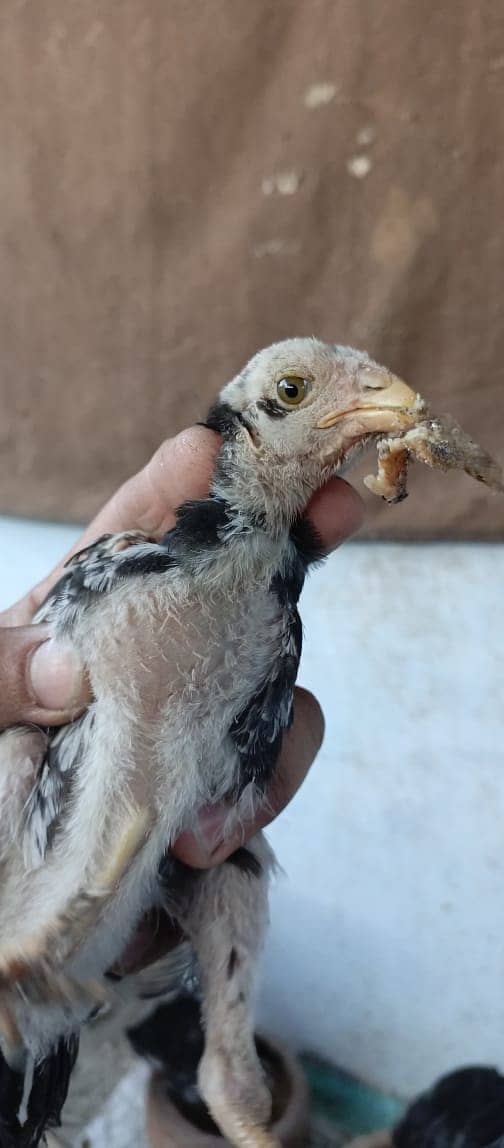 PARROT BEAK CROSS CHICKS | ASEEL | INDIAN PARROT BEAK | ASEEL CHICKS 17