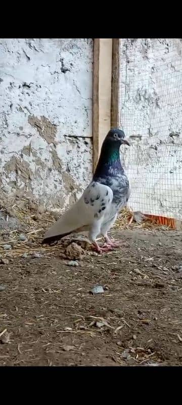 Teedy. . kamagr. . silakoti. . kldima pigeon for sale 0