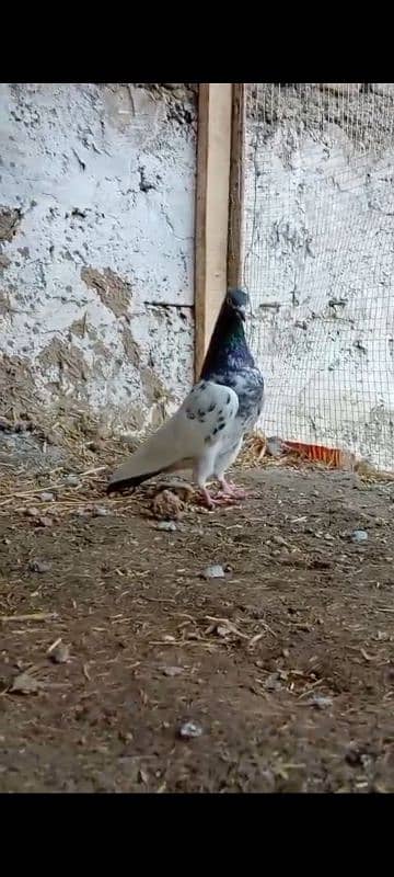 Teedy. . kamagr. . silakoti. . kldima pigeon for sale 1