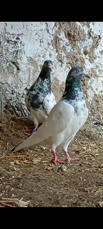 Teedy. . kamagr. . silakoti. . kldima pigeon for sale 4