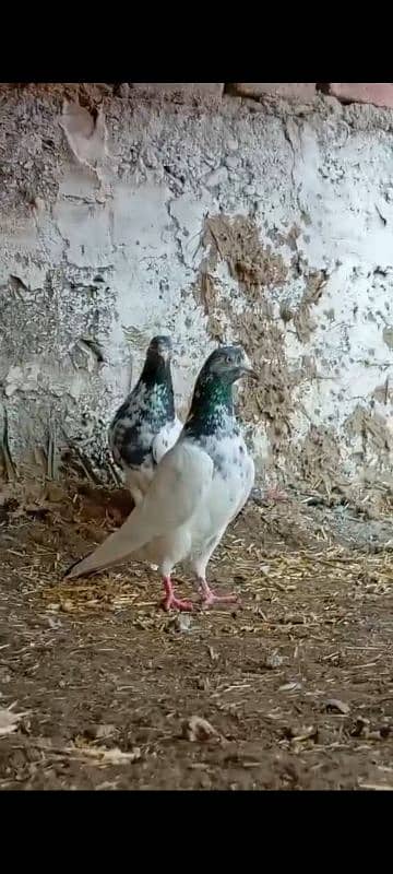 Teedy. . kamagr. . silakoti. . kldima pigeon for sale 5