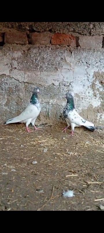 Teedy. . kamagr. . silakoti. . kldima pigeon for sale 6