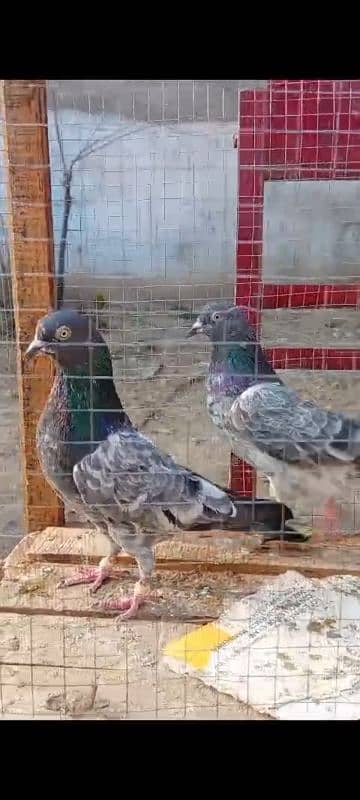 Teedy. . kamagr. . silakoti. . kldima pigeon for sale 7