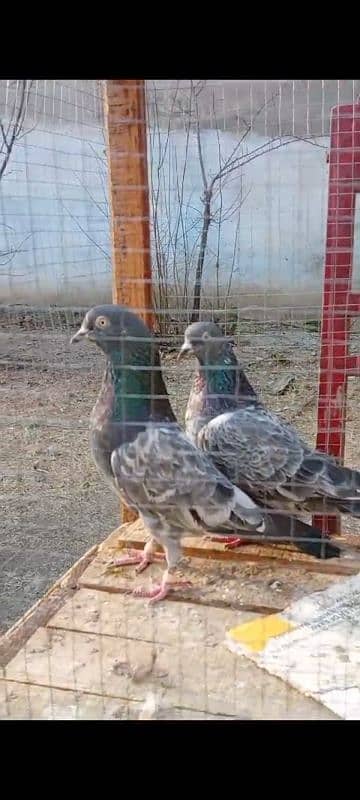 Teedy. . kamagr. . silakoti. . kldima pigeon for sale 8