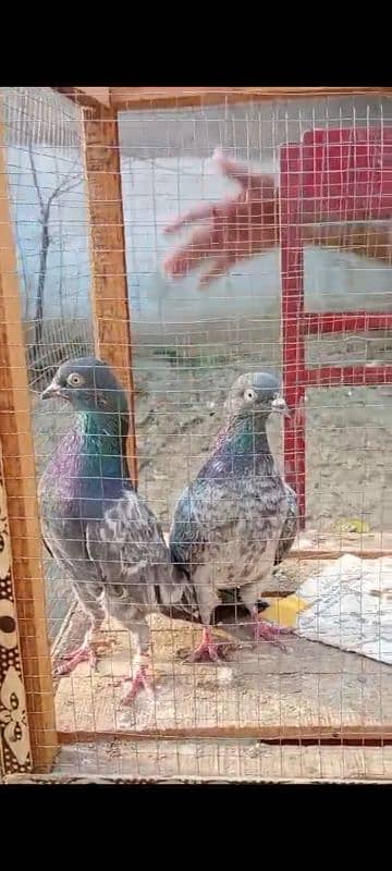 Teedy. . kamagr. . silakoti. . kldima pigeon for sale 9