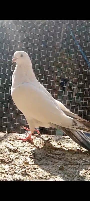 Teedy. . kamagr. . silakoti. . kldima pigeon for sale 12