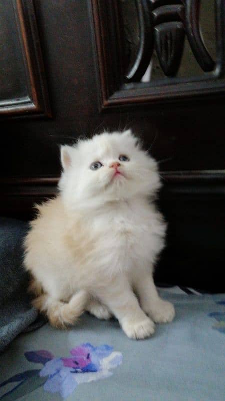 Pure persian kittens 1