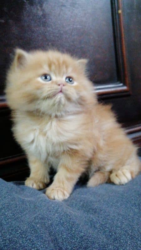 Pure persian kittens 3