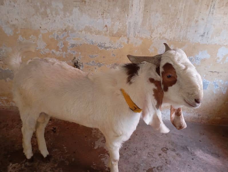 tapra bakra 4