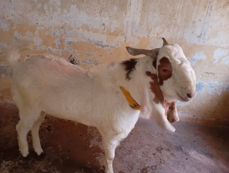 tapra bakra 7