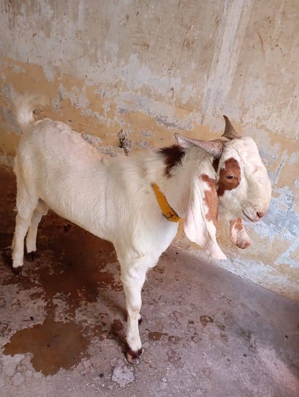 tapra bakra 8