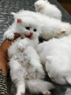 Persian Female Kittens For Sale. . 03234102419