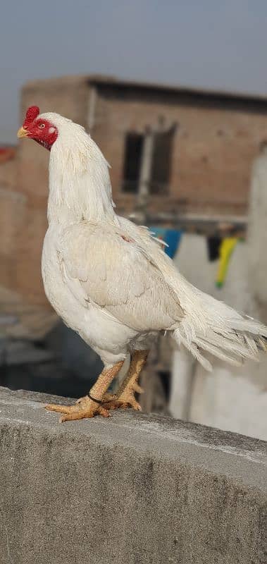 High quality old blood amroha Mianwali lasani heera breeder hen murga 2