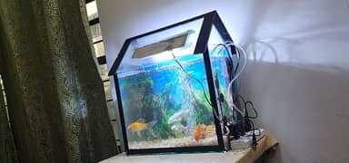 Fish with Aquarium for sale