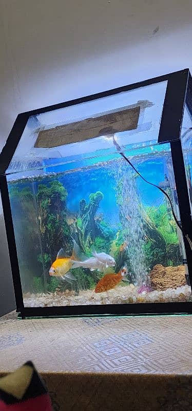 Fish with Aquarium for sale 1