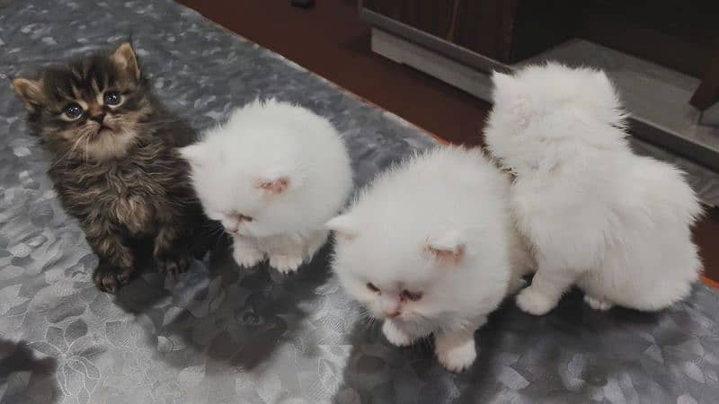 7 kittens for sale 9