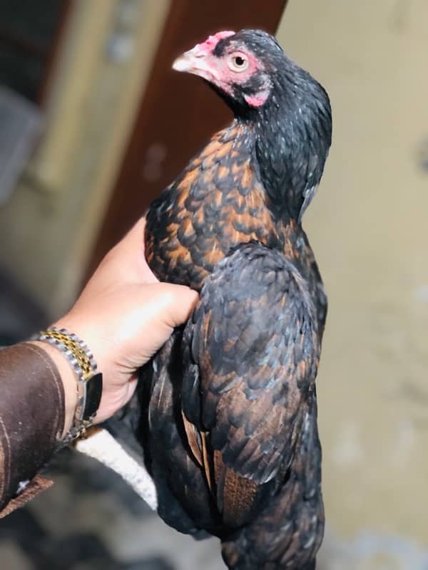 Aseel zero size hen for sale 0