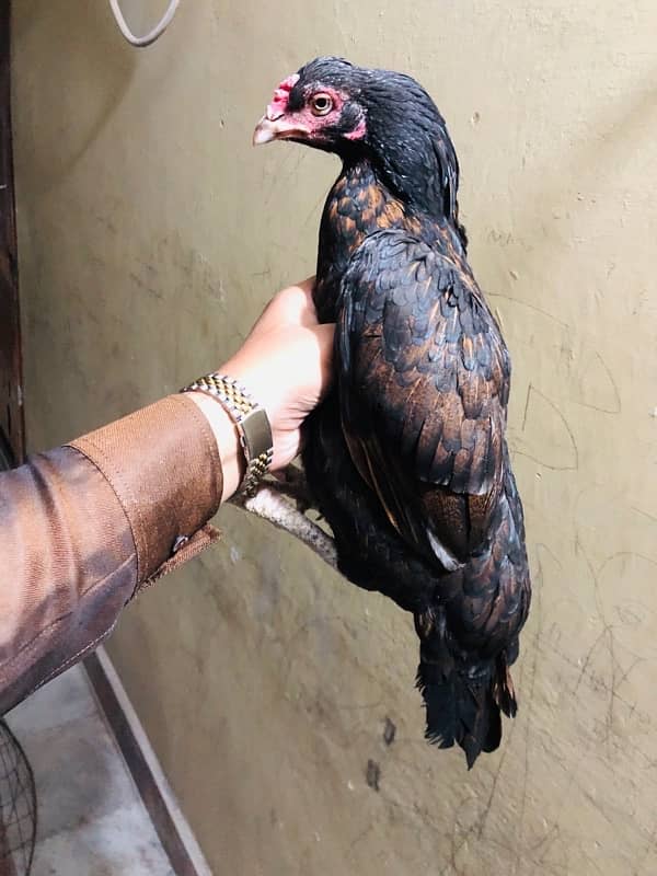 Aseel zero size hen for sale 1