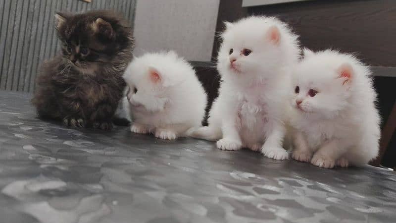 Kittens for sale punch/semi punch 2