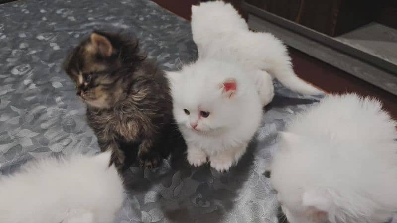 Kittens for sale punch/semi punch 6