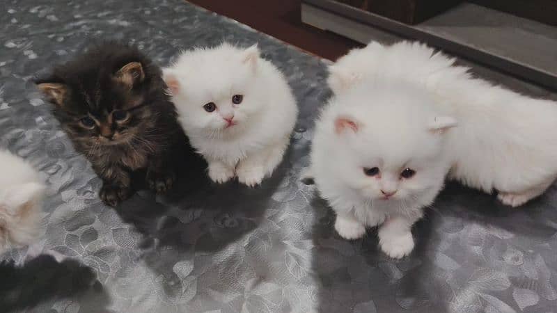 Kittens for sale punch/semi punch 12