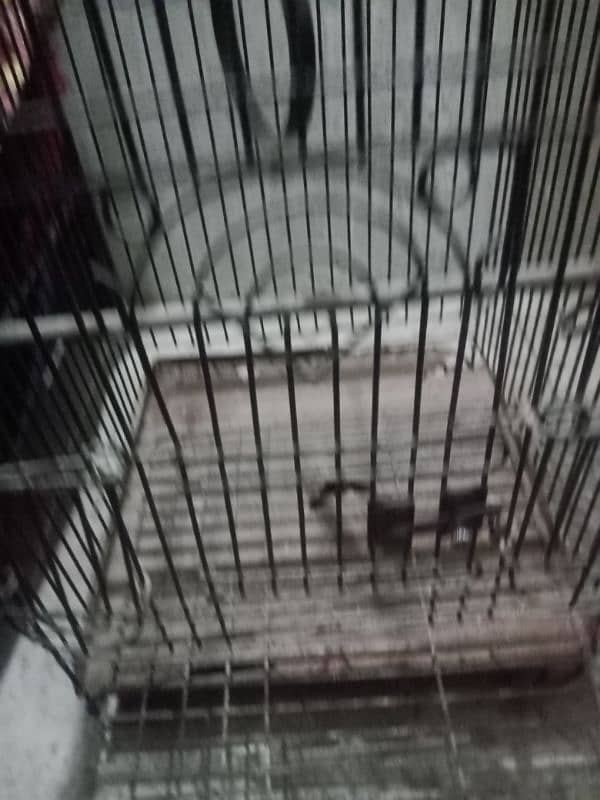 cage for sale in good condition strong cage 4