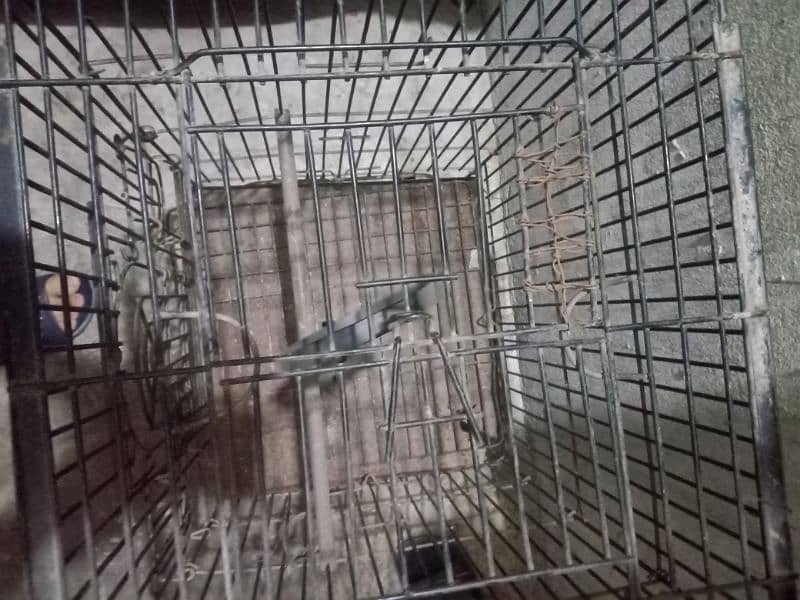 cage for sale in good condition strong cage 6