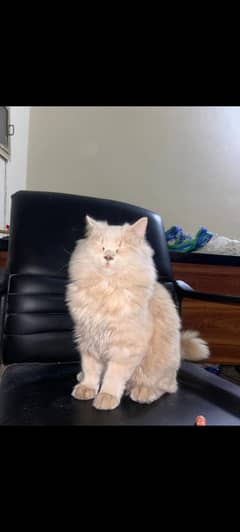 Light brown Persian cat , Persian male cat