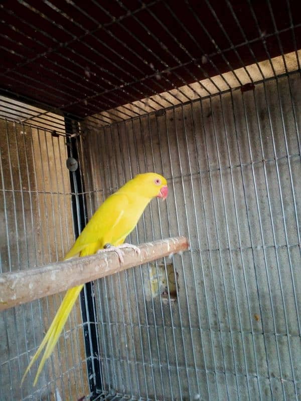 Yellow ringneck 0