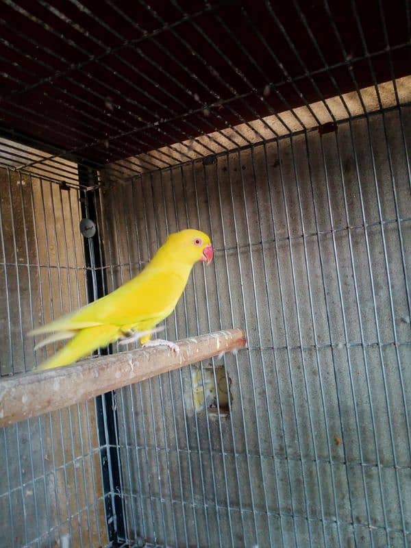 Yellow ringneck 1