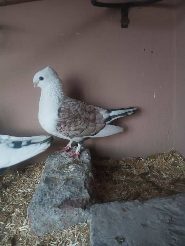 sentinent pigeon breeder pair 0