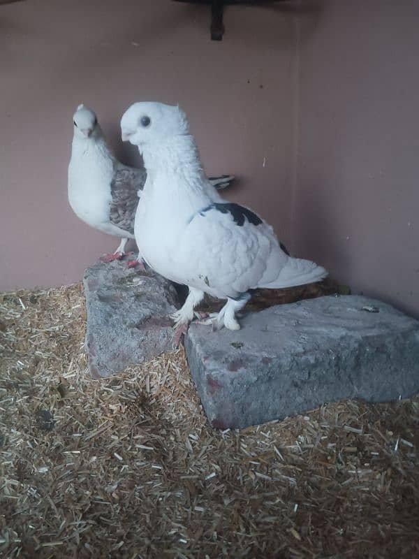 sentinent pigeon breeder pair 1