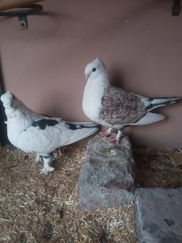 sentinent pigeon breeder pair 2