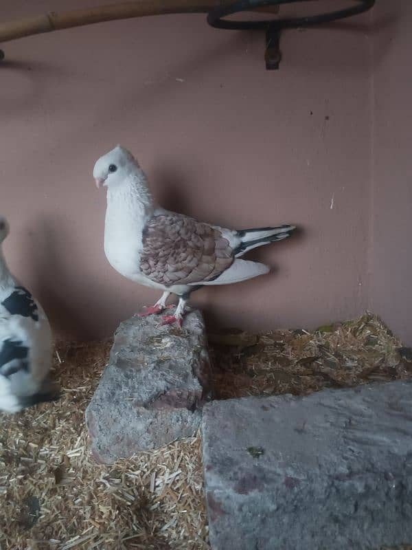 sentinent pigeon breeder pair 3