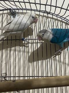 lovebirds pair for sale