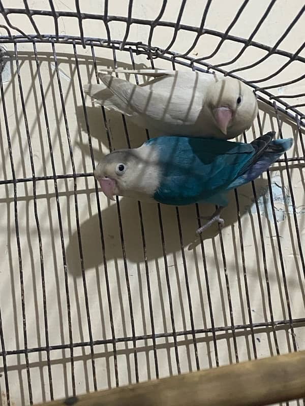 lovebirds pair for sale 1