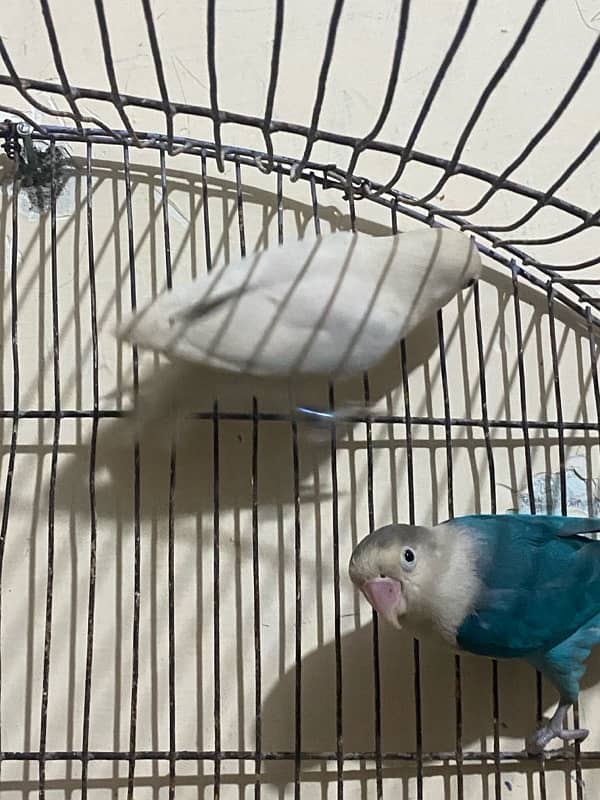 lovebirds pair for sale 2