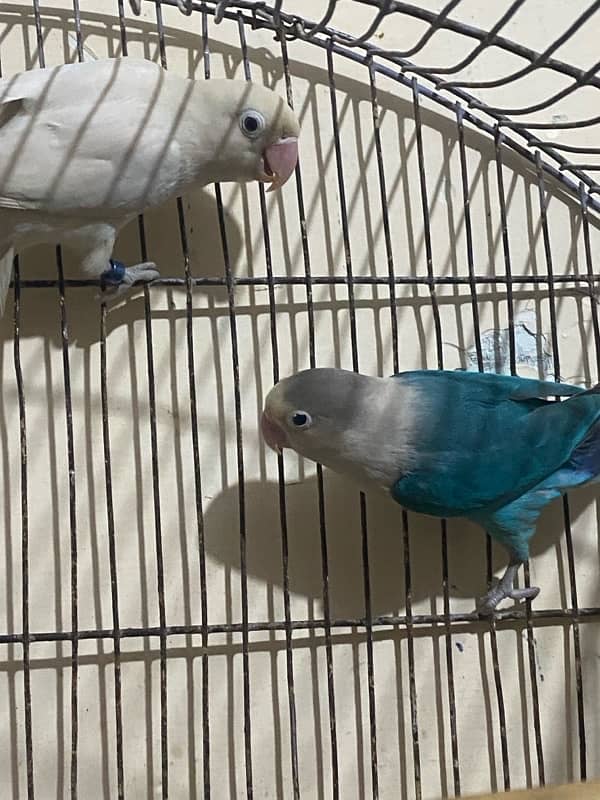 lovebirds pair for sale 3