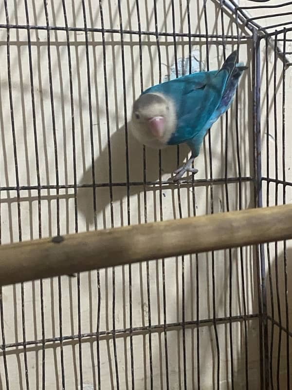 lovebirds pair for sale 4