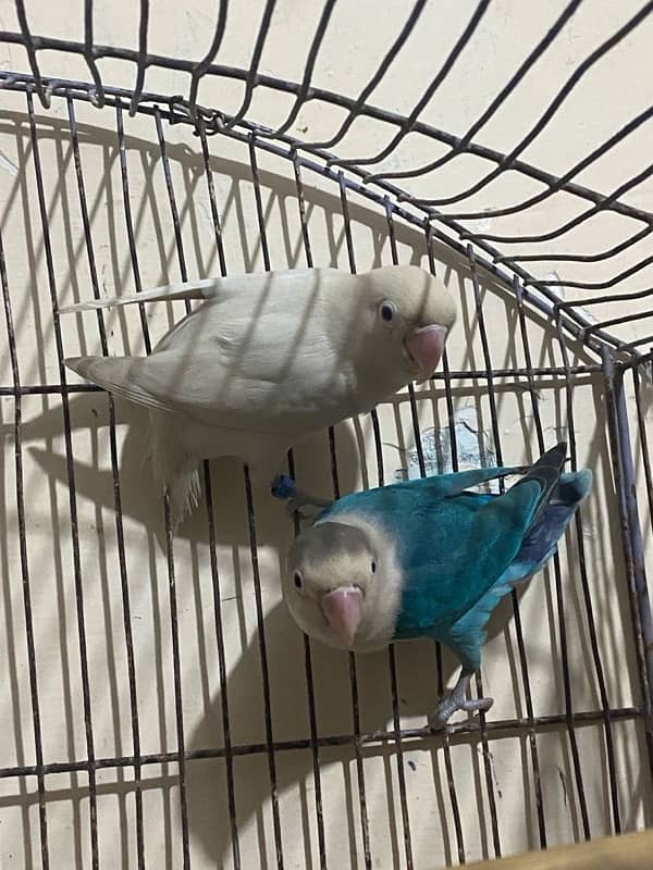 lovebirds pair for sale 5