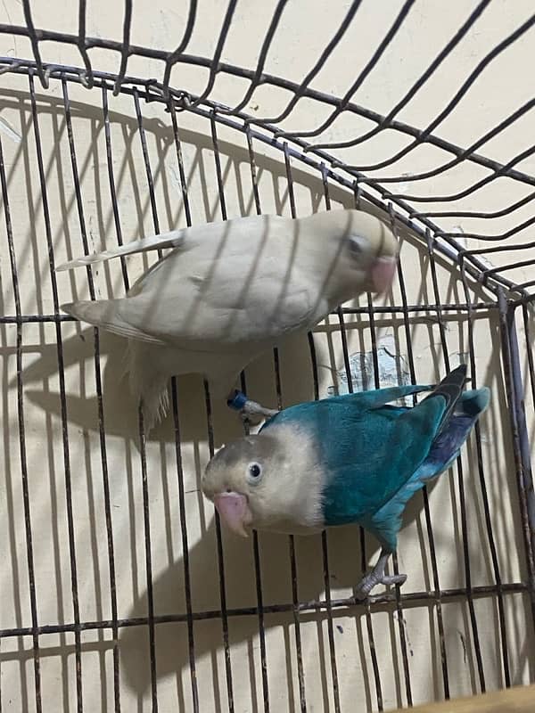 lovebirds pair for sale 6