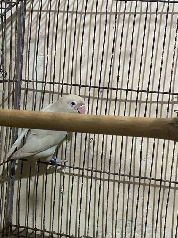 lovebirds pair for sale 7