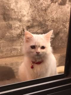 persian male cat for sale contact no. 03021429014