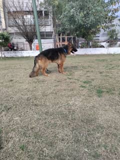 German shepherd healthy active