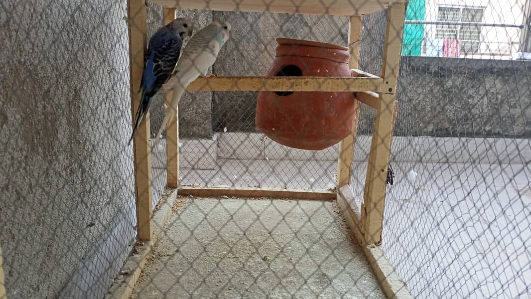 Australian parrots 3 pairs , 4 chicks 3